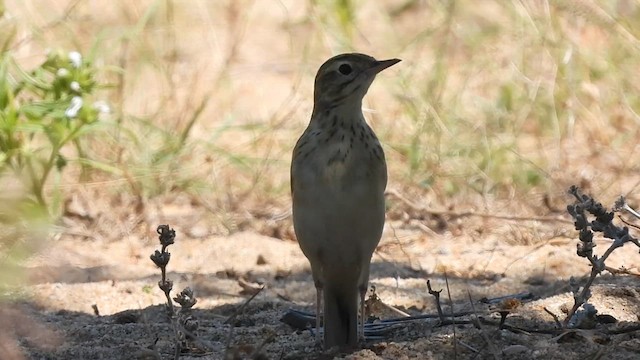 Blyth's Pipit - ML633017416