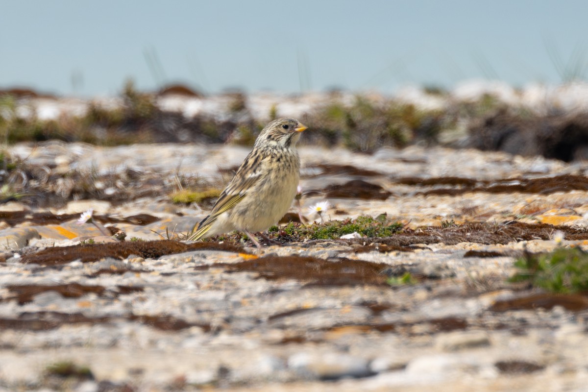 White-bridled Finch (Falkland) - ML633017422