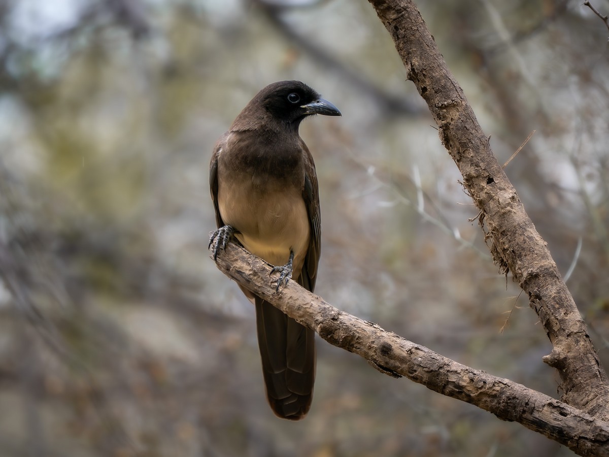 Brown Jay - ML633017529