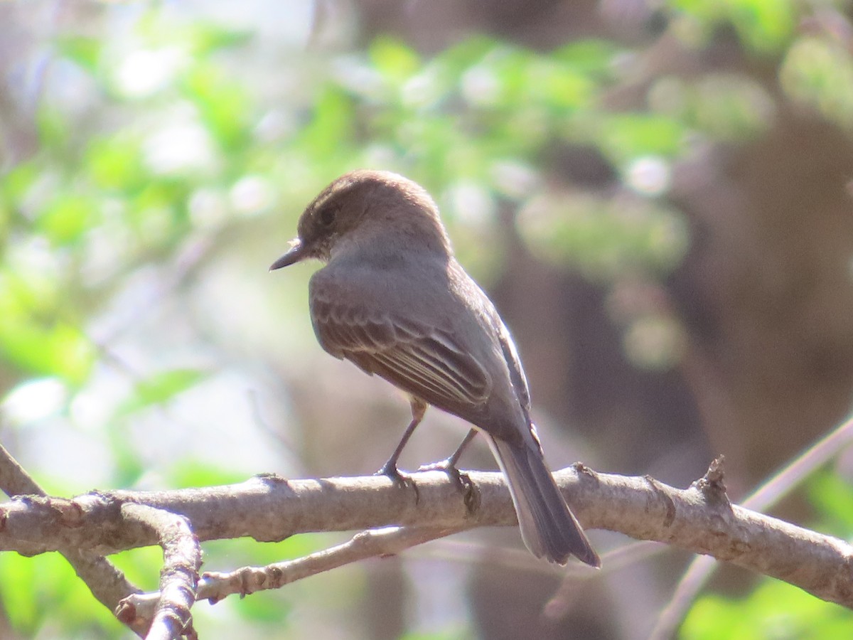 Eastern Phoebe - ML633017567