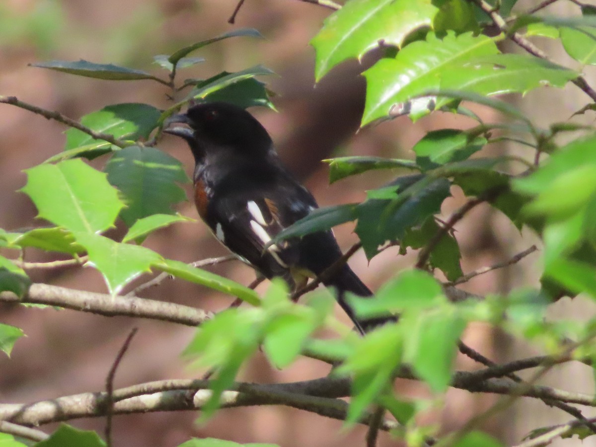 Eastern Towhee - ML633017590