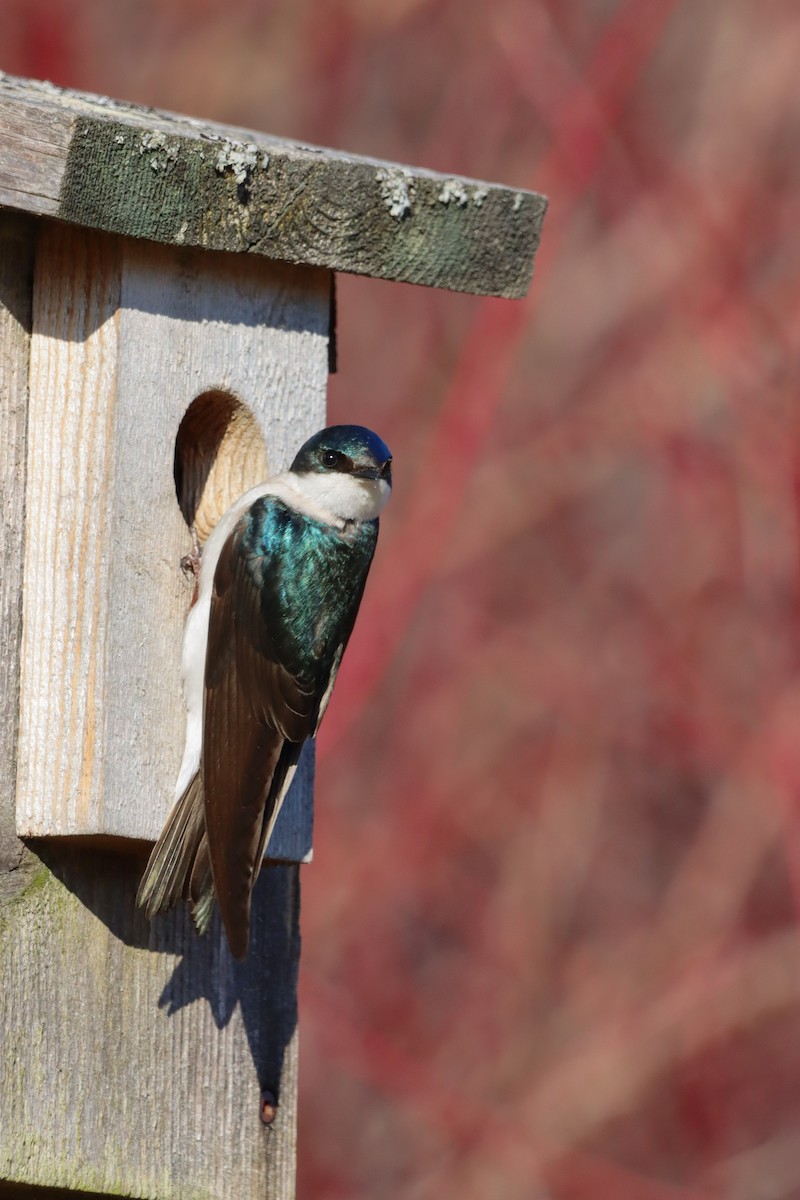 Tree Swallow - ML633017614