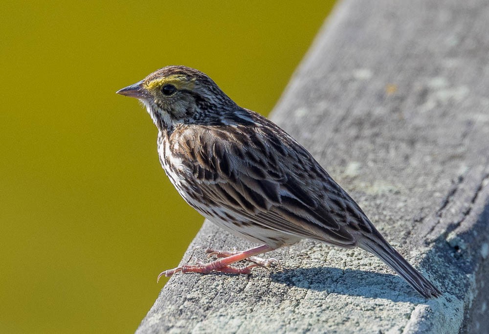Savannah Sparrow - ML633017615