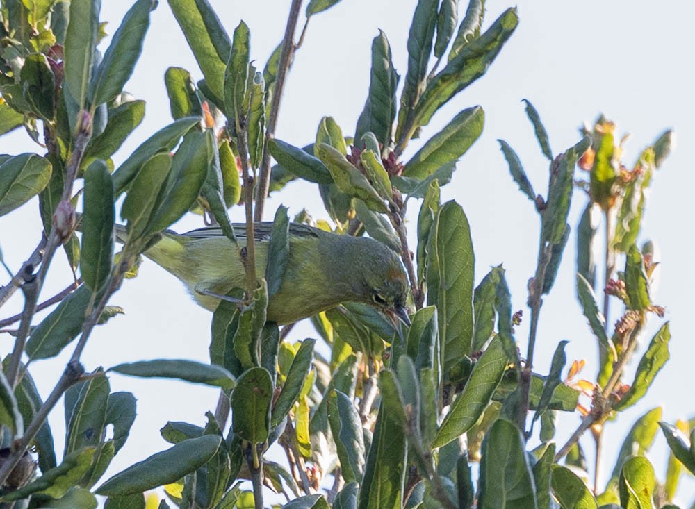 Orange-crowned Warbler - ML633017616