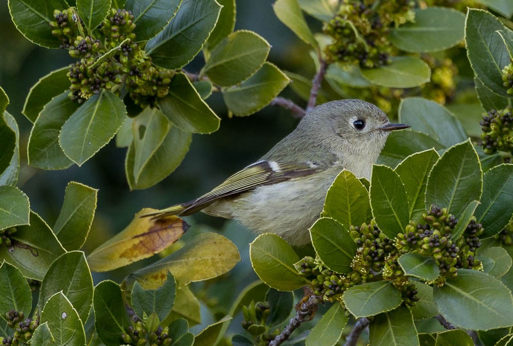 Ruby-crowned Kinglet - ML633017628