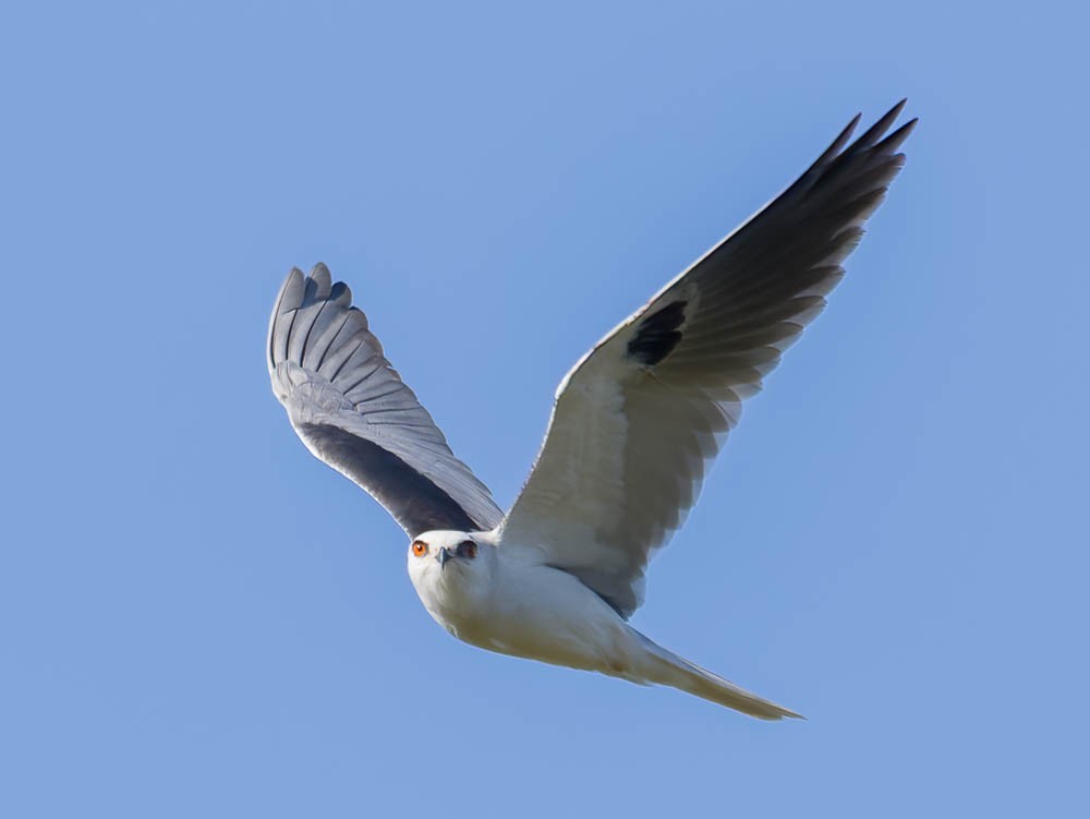 White-tailed Kite - ML633017640