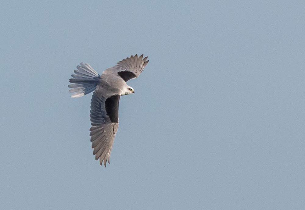 White-tailed Kite - ML633017641