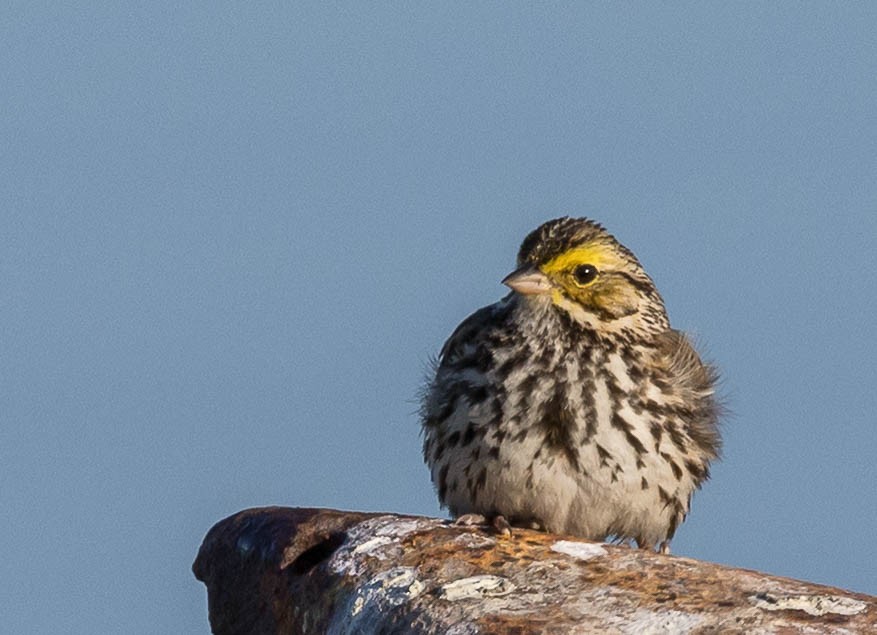 Savannah Sparrow - ML633017647