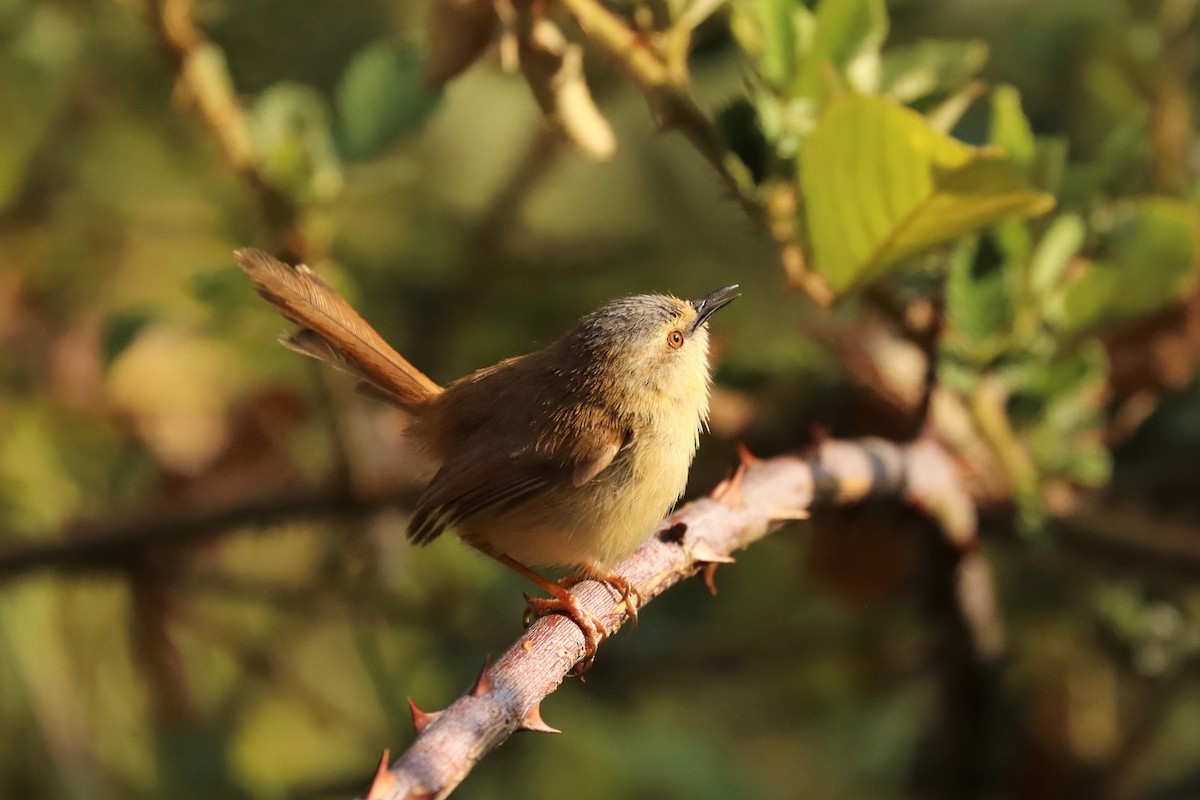 Gray-crowned Prinia - ML633017753
