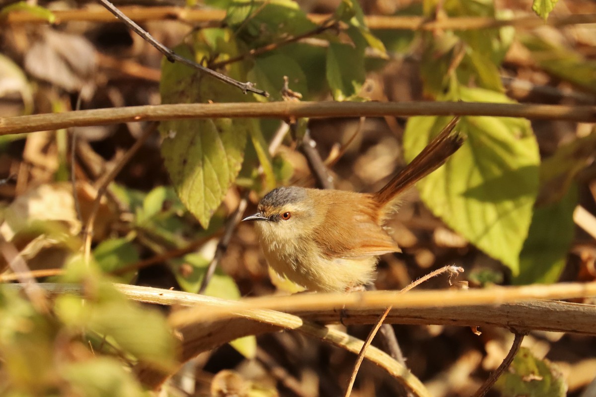 Gray-crowned Prinia - ML633017754
