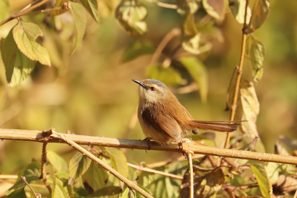 Gray-crowned Prinia - ML633017755
