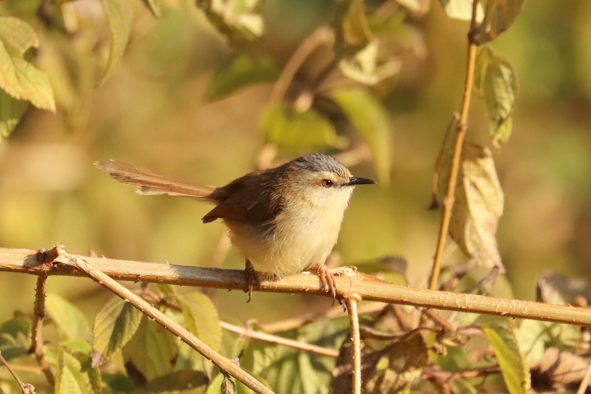 Gray-crowned Prinia - ML633017756