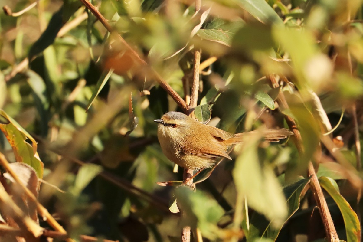 Gray-crowned Prinia - ML633017758