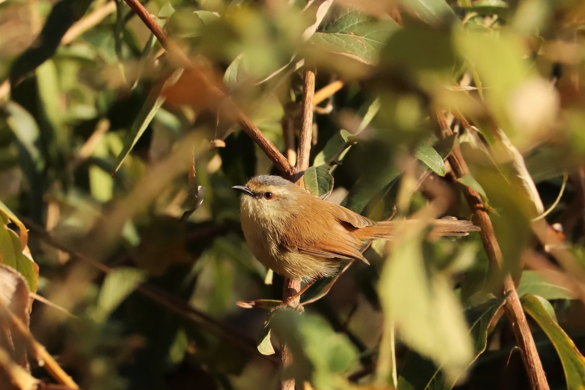 Gray-crowned Prinia - ML633017760