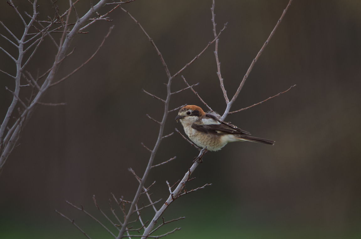 Woodchat Shrike - ML633018021