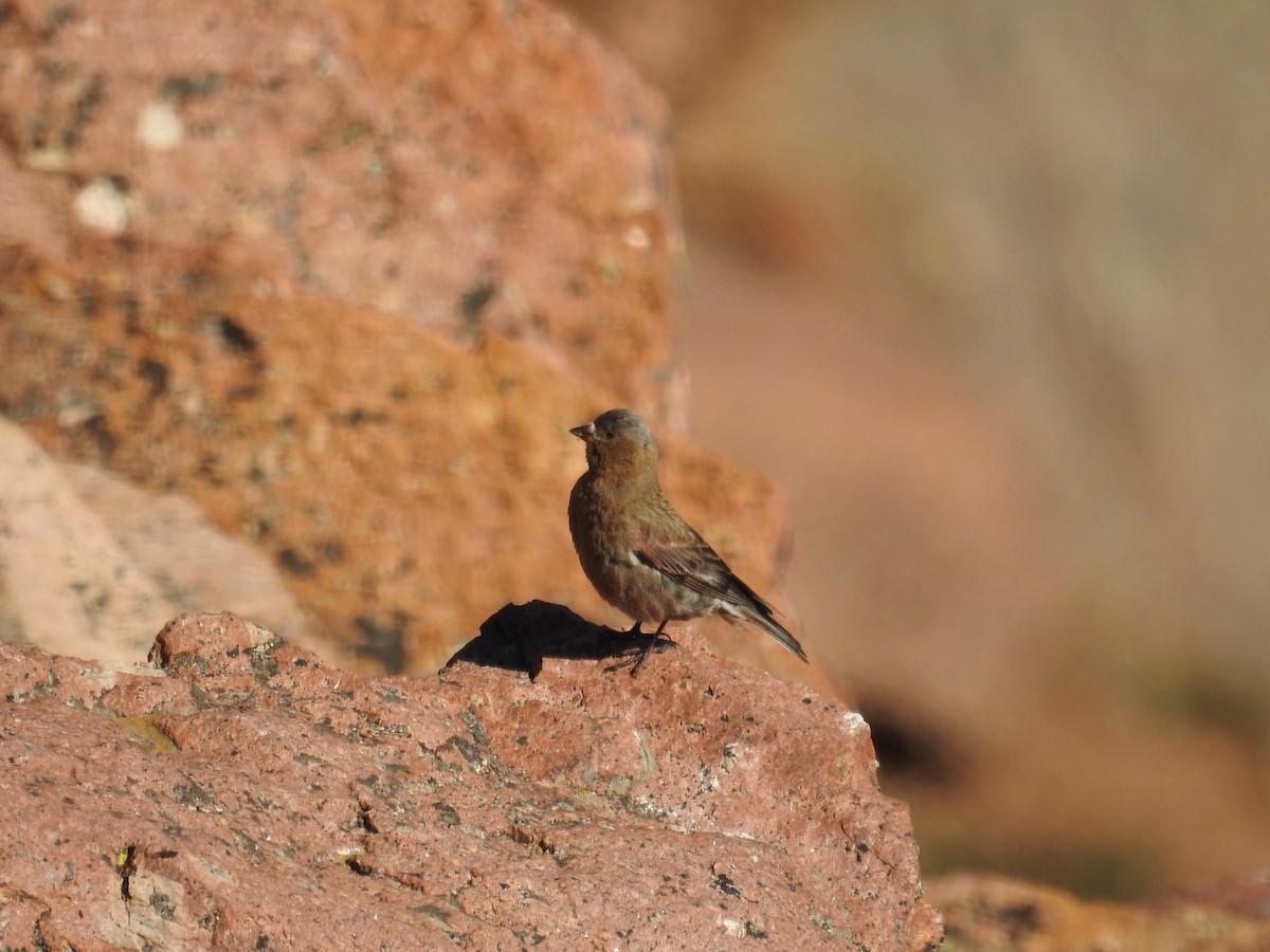 Brown-capped Rosy-Finch - ML633018076