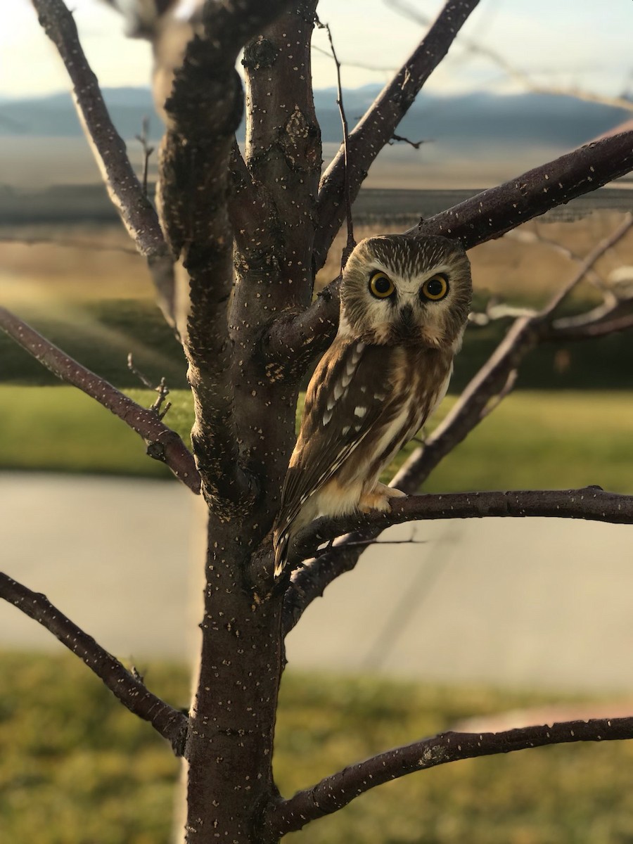 Northern Saw-whet Owl - ML633018245