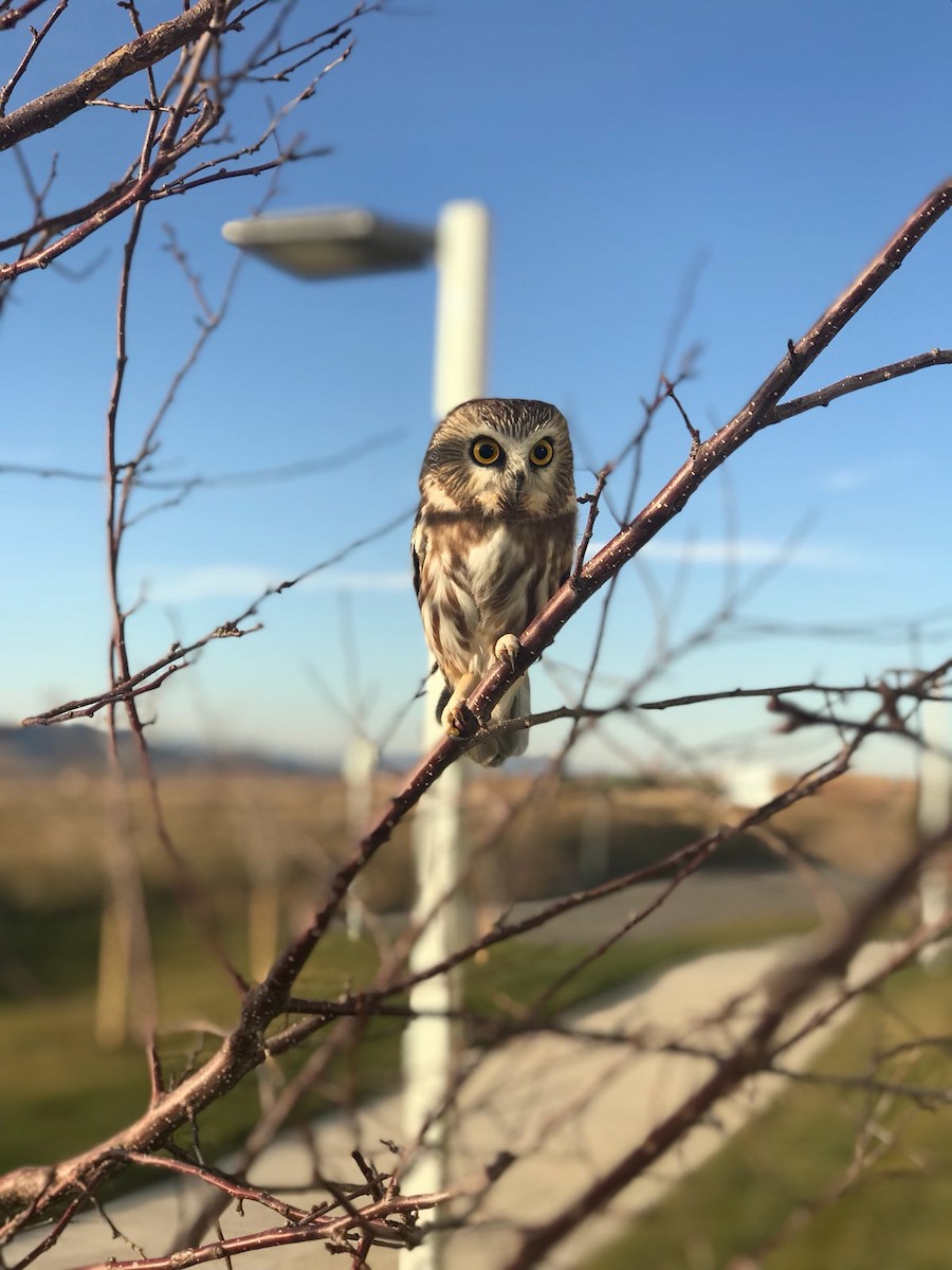 Northern Saw-whet Owl - ML633018246