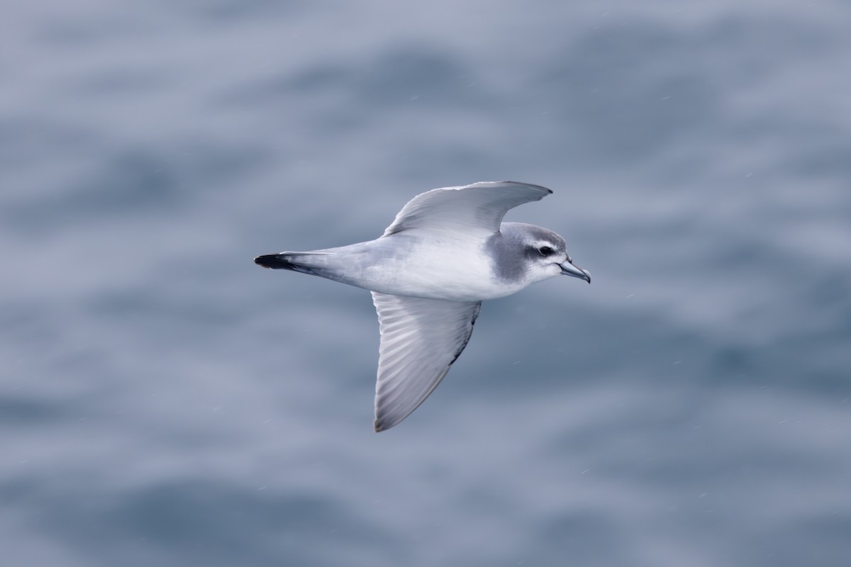 Antarctic Prion - ML633018453