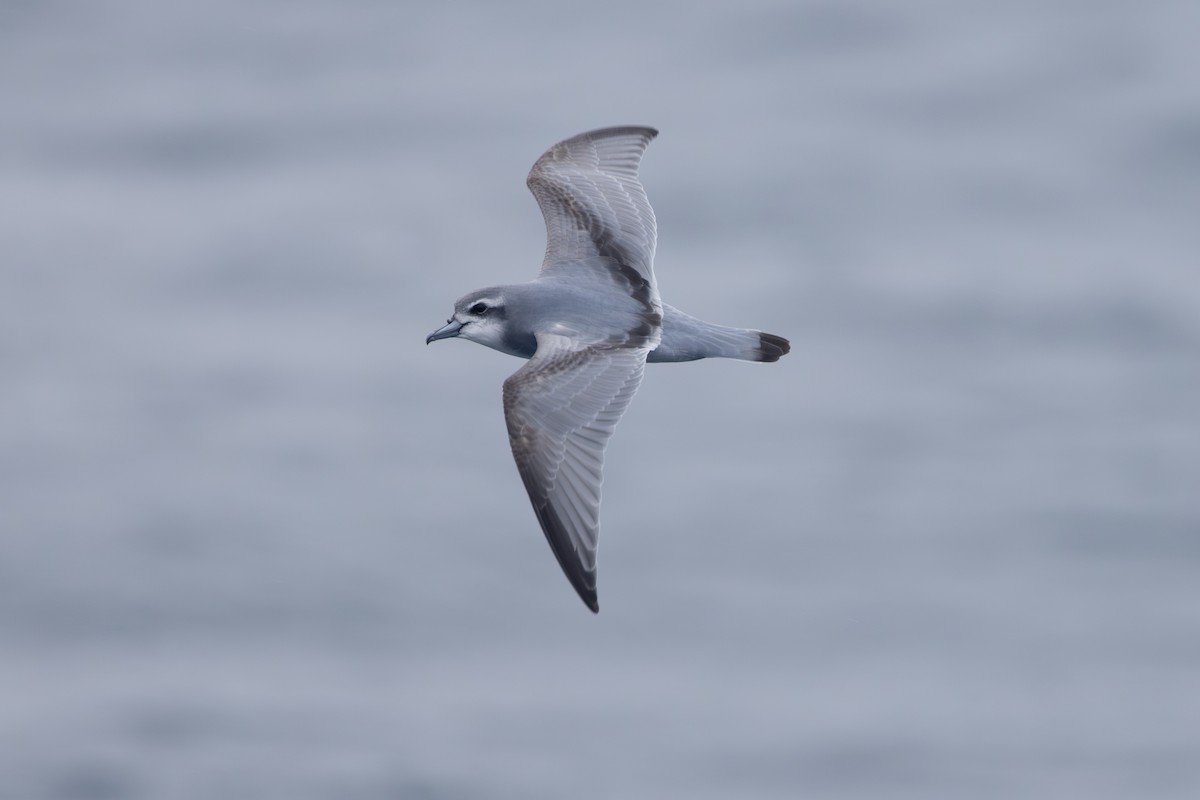 Antarctic Prion - ML633018466
