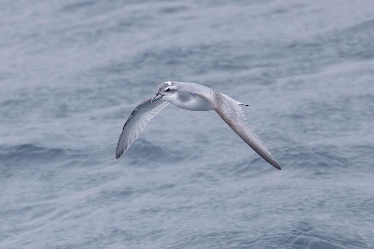 Antarctic Prion - ML633018467