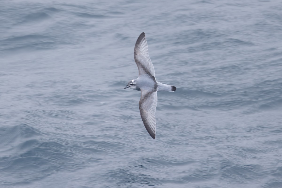 Antarctic Prion - ML633018468