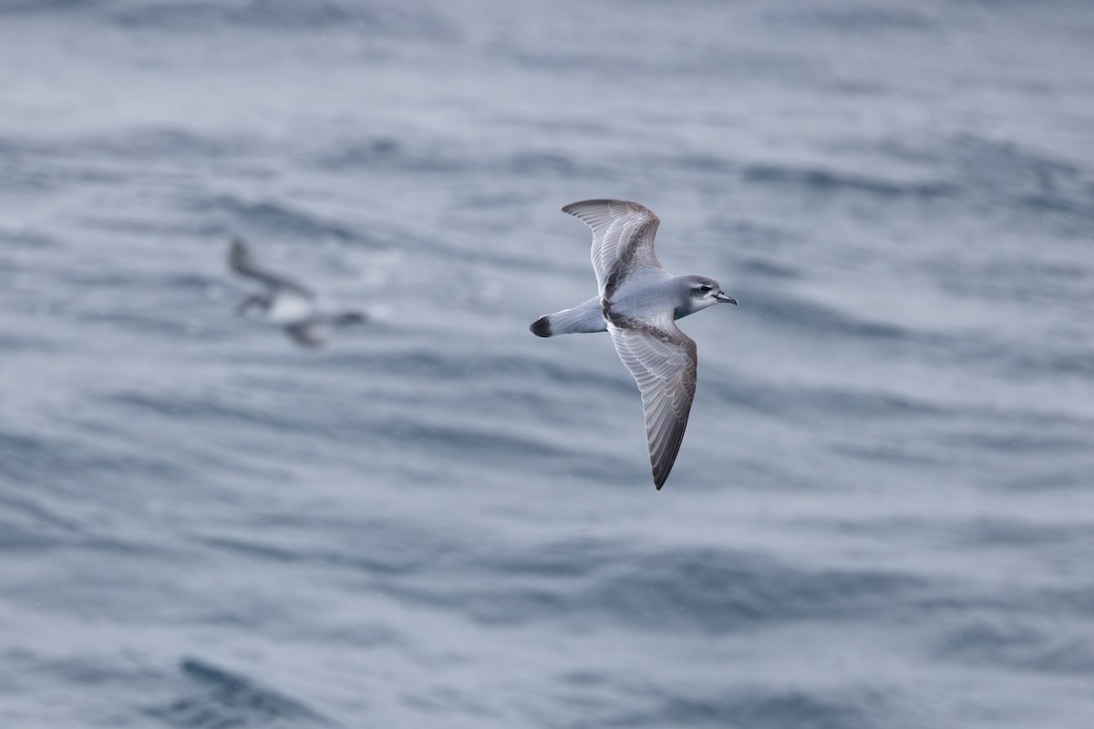 Antarctic Prion - ML633018469