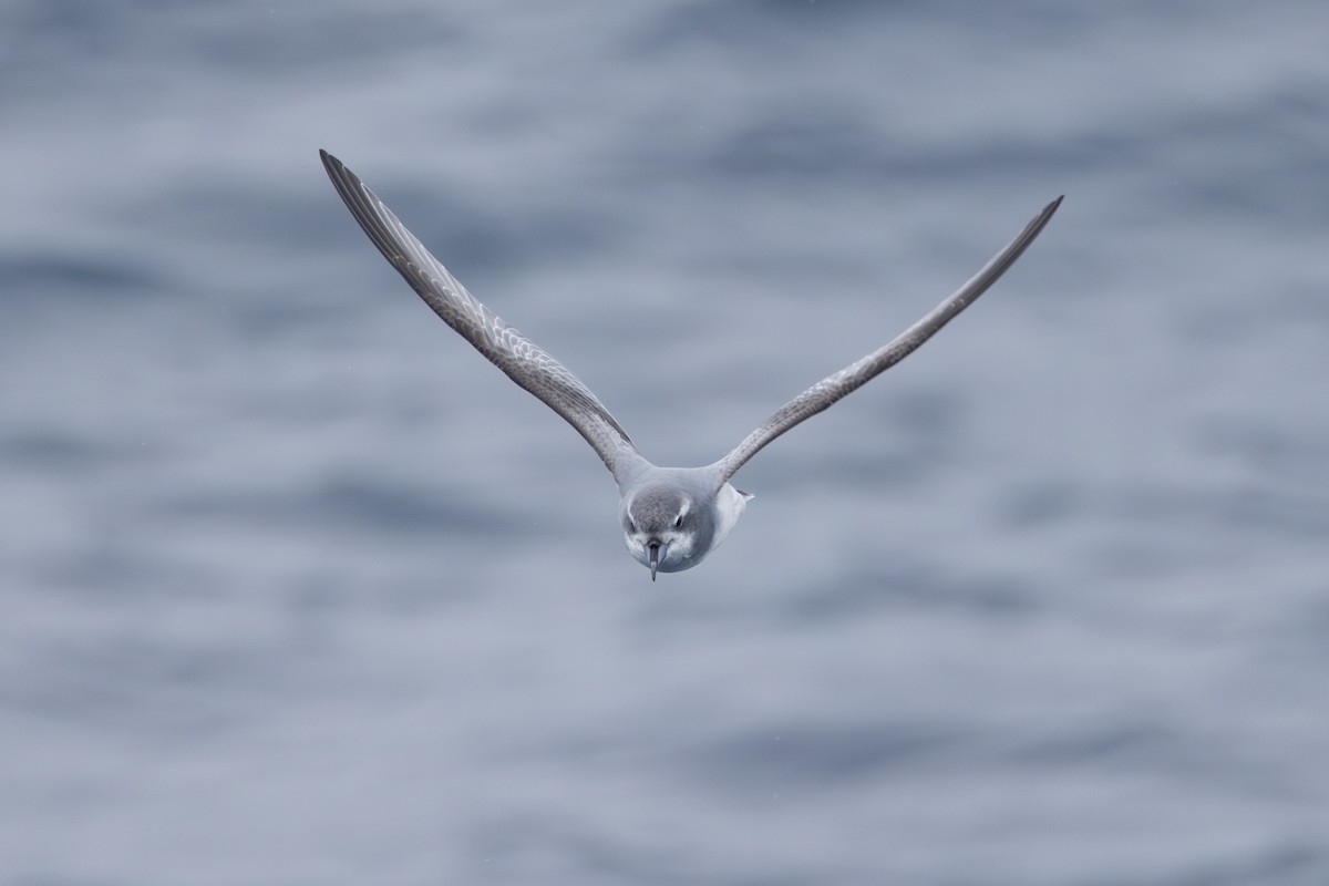 Antarctic Prion - ML633018482