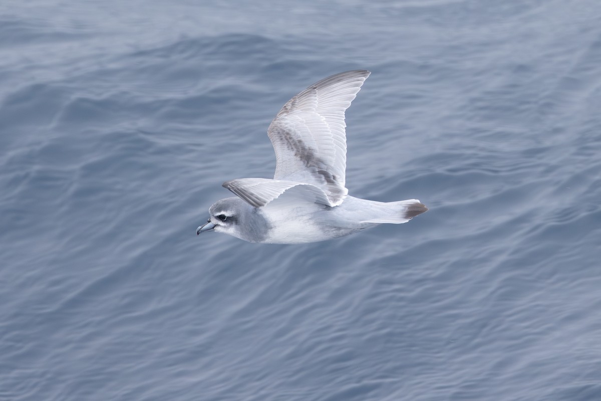 Antarctic Prion - ML633018483
