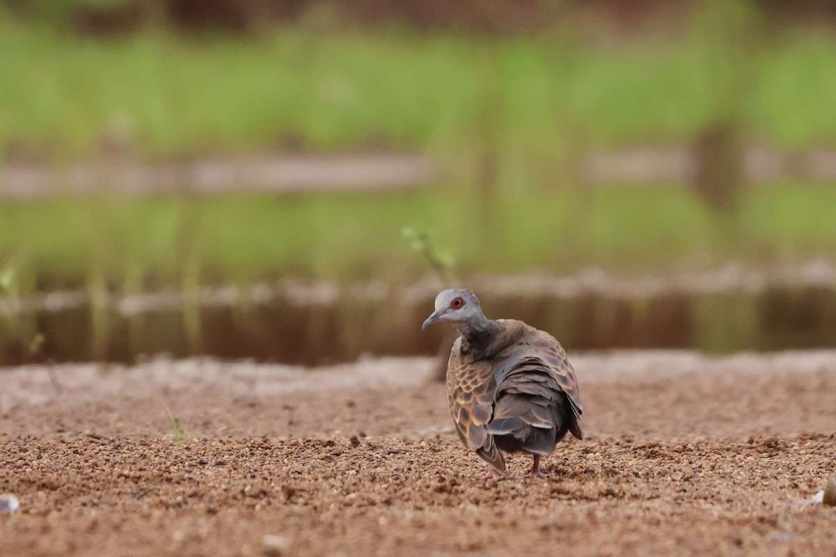 Adamawa Turtle-Dove - ML633018493