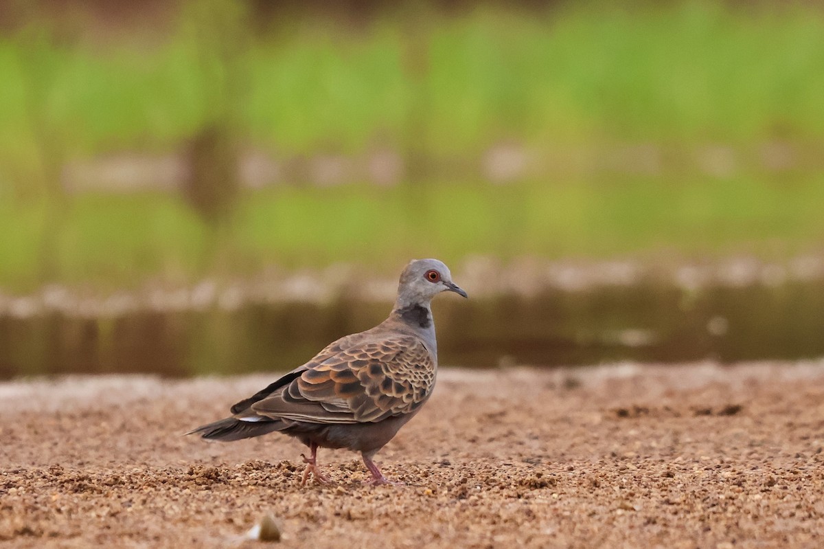 Adamawa Turtle-Dove - ML633018494