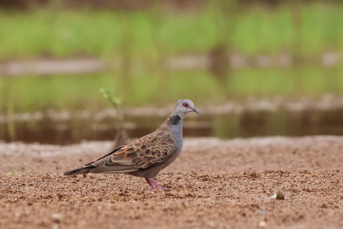 Adamawa Turtle-Dove - ML633018495