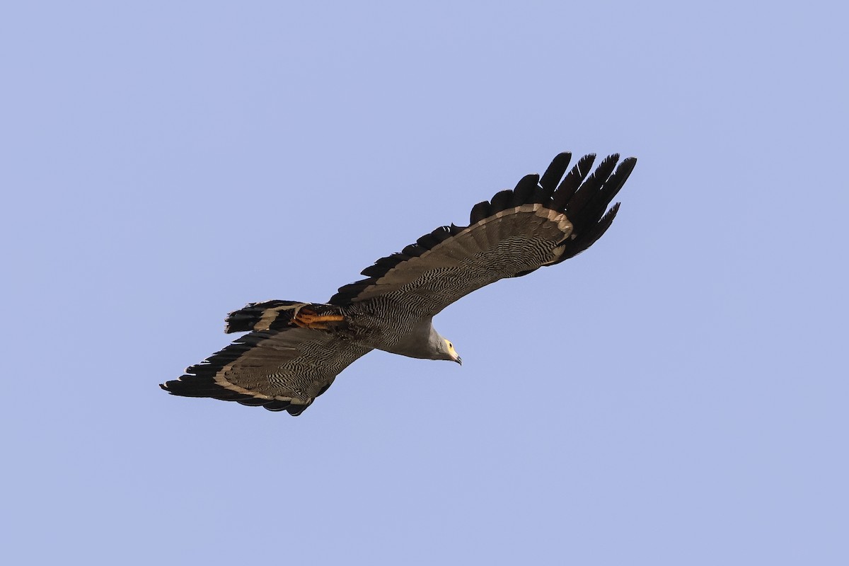 African Harrier-Hawk - ML633018549