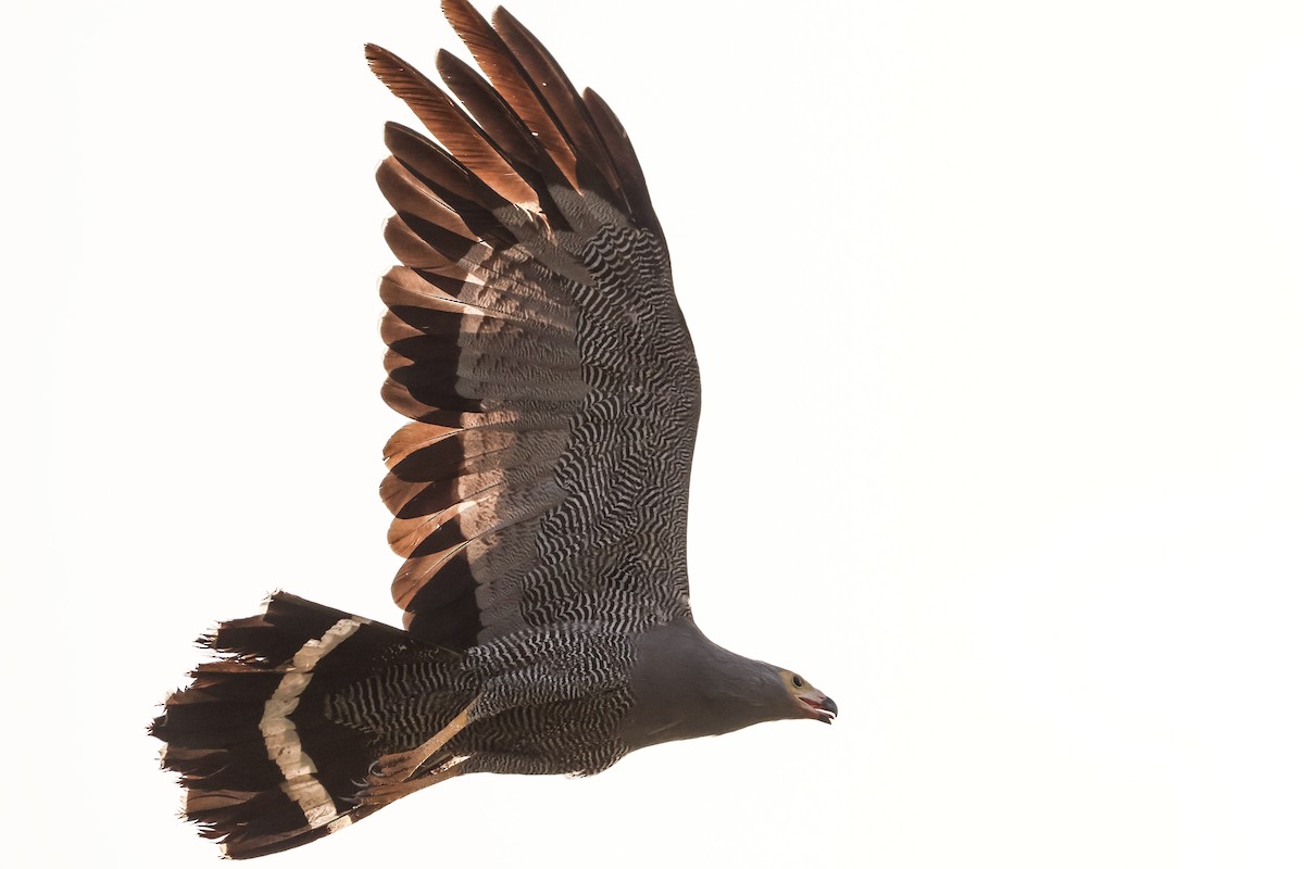 African Harrier-Hawk - ML633018551
