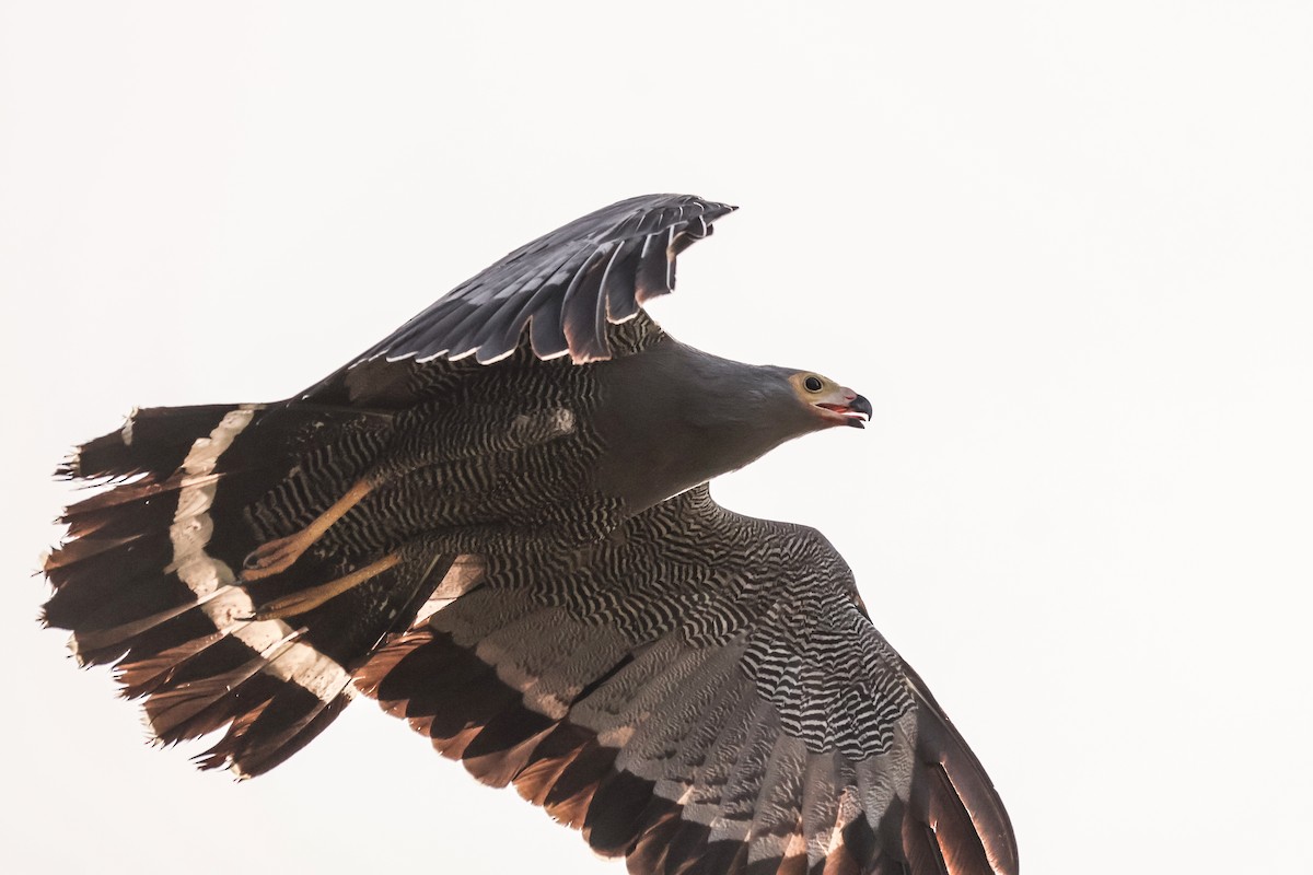 African Harrier-Hawk - ML633018555