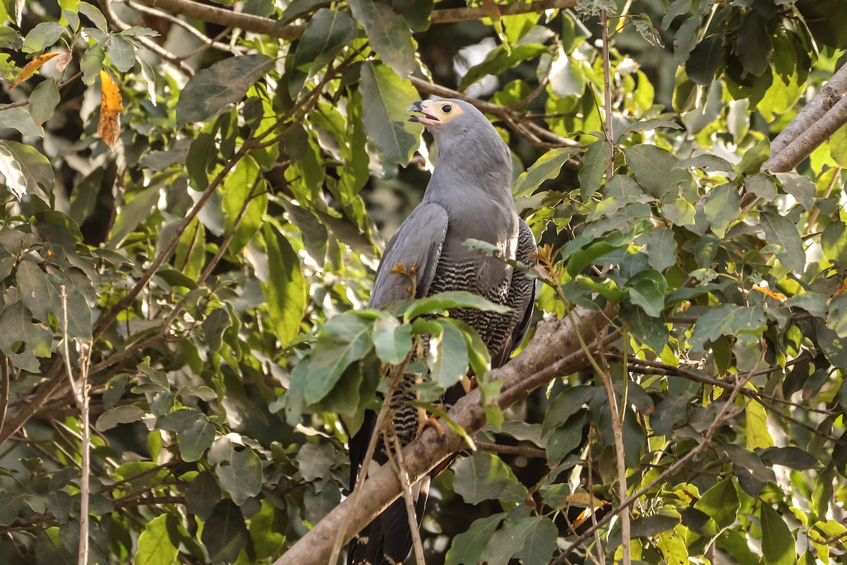 African Harrier-Hawk - ML633018558