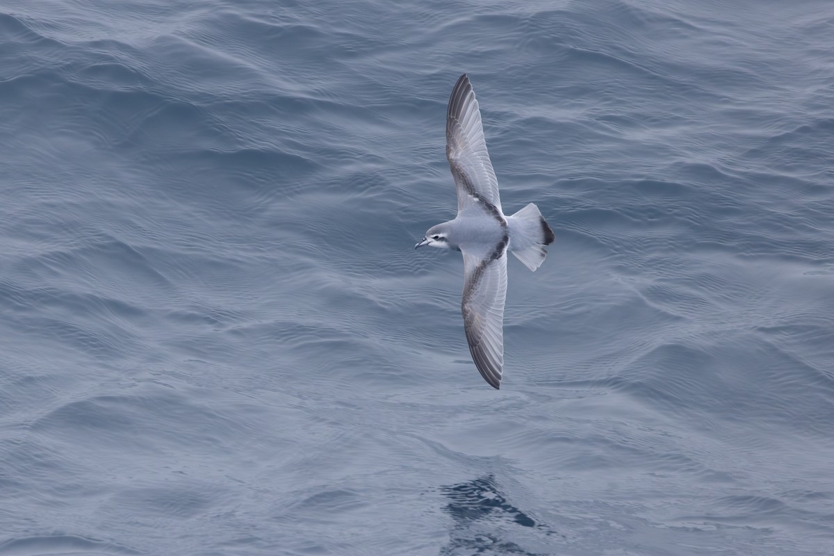 Antarctic Prion - ML633018592