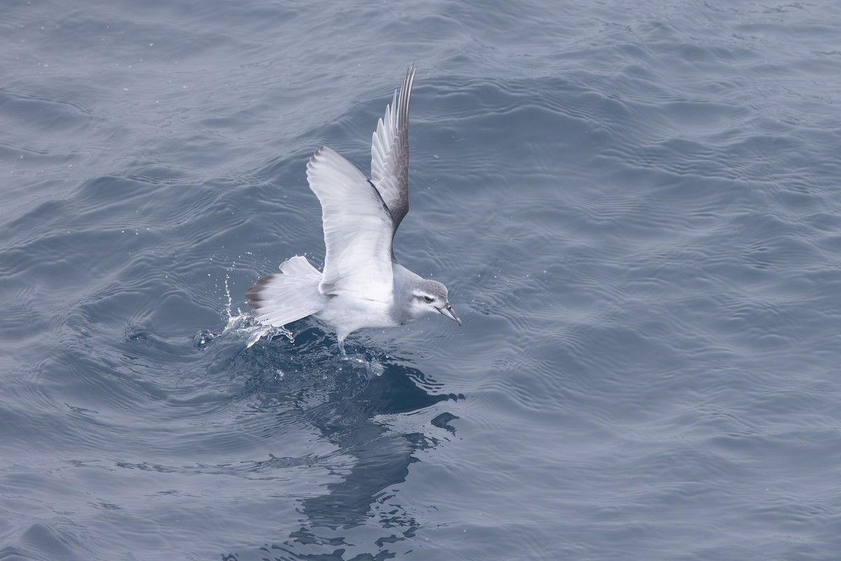 Antarctic Prion - ML633018593