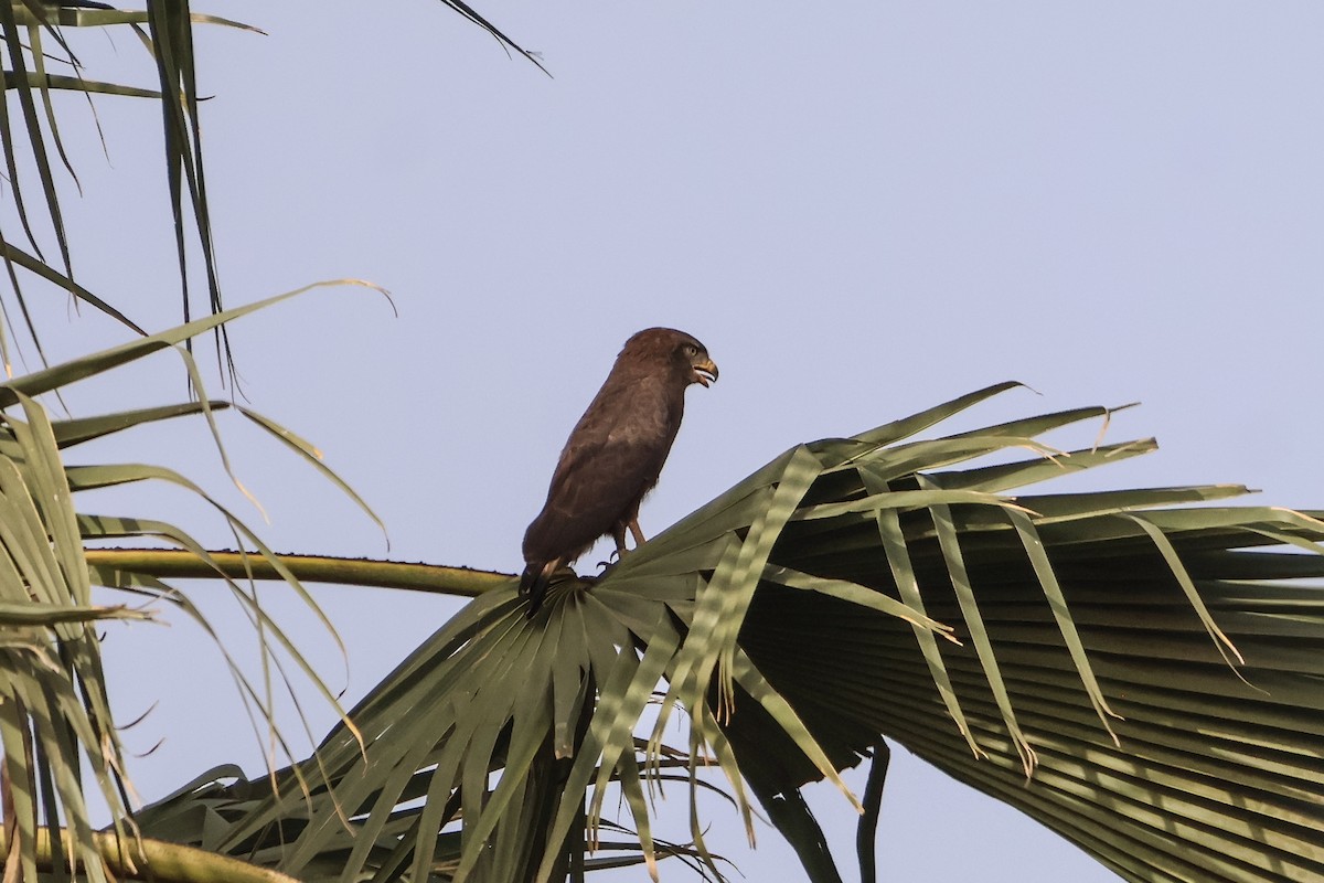 Western Banded Snake-Eagle - ML633018595