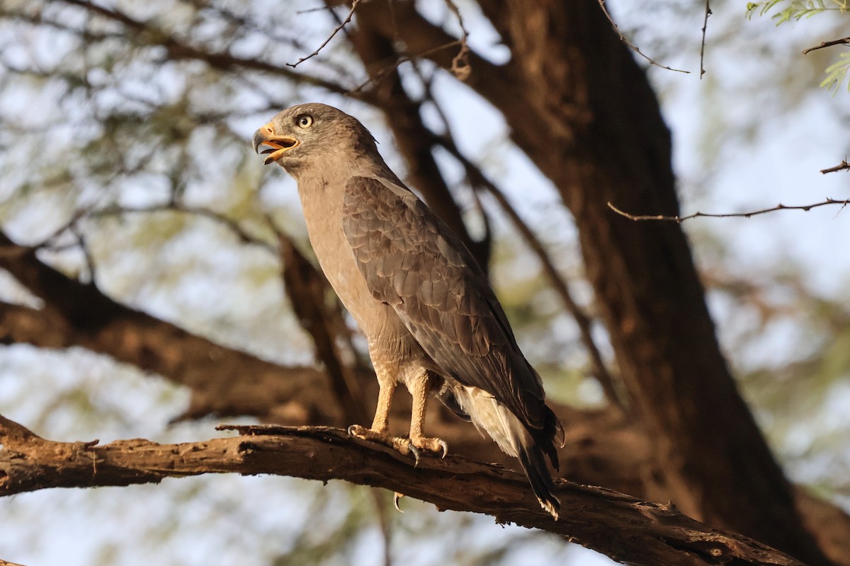 Western Banded Snake-Eagle - ML633018599