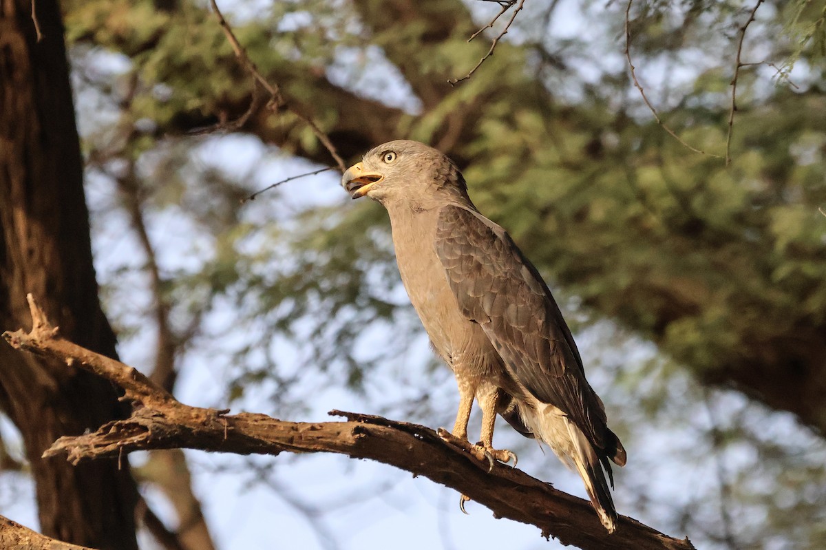 Western Banded Snake-Eagle - ML633018601