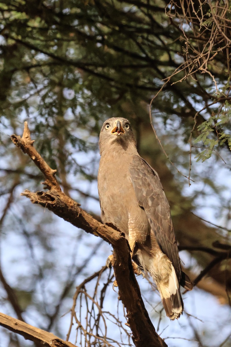 Western Banded Snake-Eagle - ML633018602