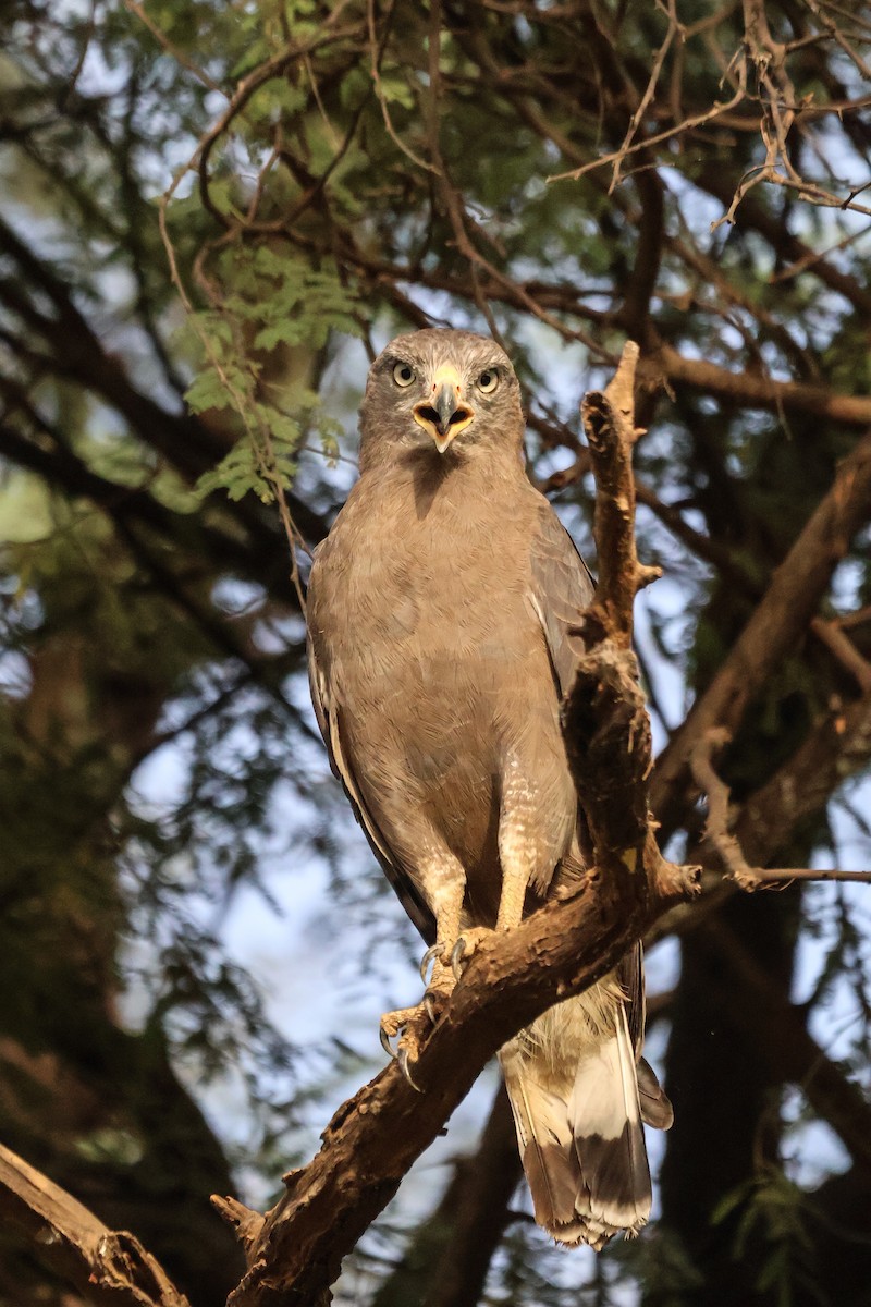 Western Banded Snake-Eagle - ML633018603