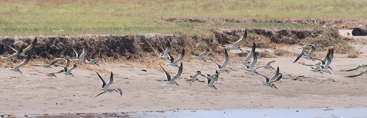 Black Skimmer - ML633018606