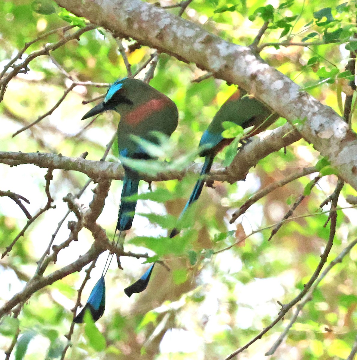 Turquoise-browed Motmot - ML633018638