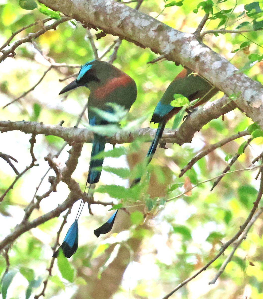 Turquoise-browed Motmot - ML633018639