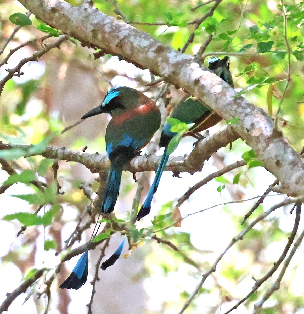 Turquoise-browed Motmot - ML633018640