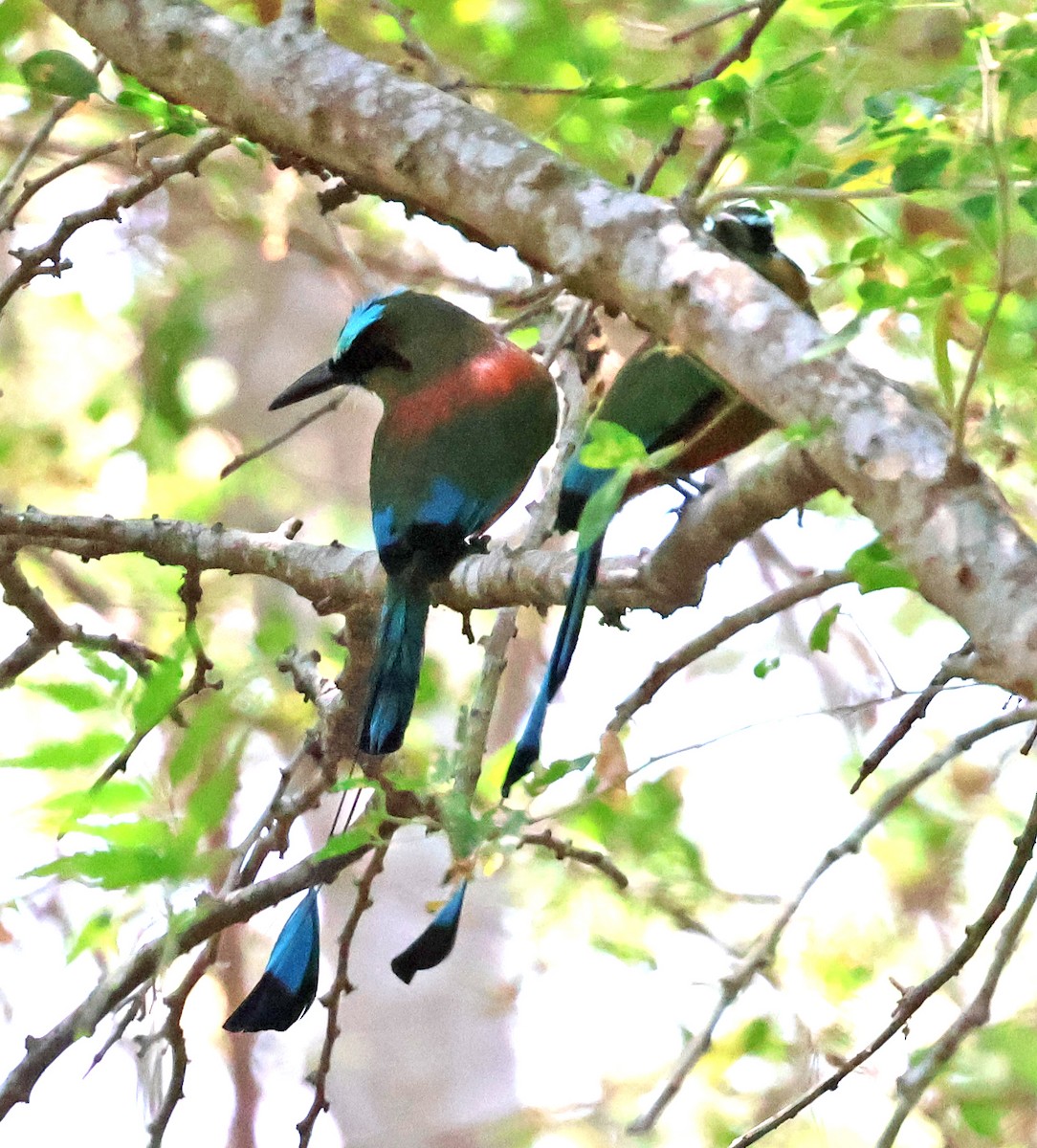 Turquoise-browed Motmot - ML633018642