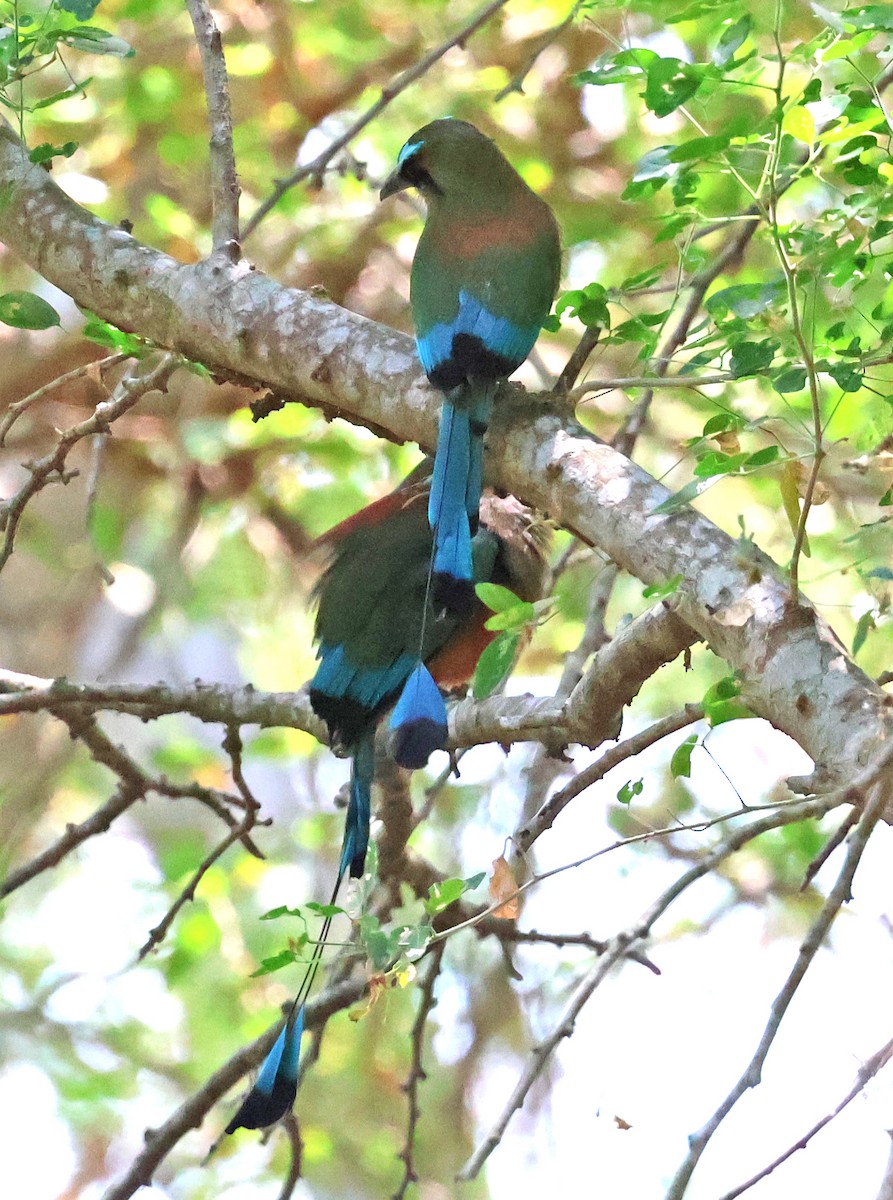 Turquoise-browed Motmot - ML633018643