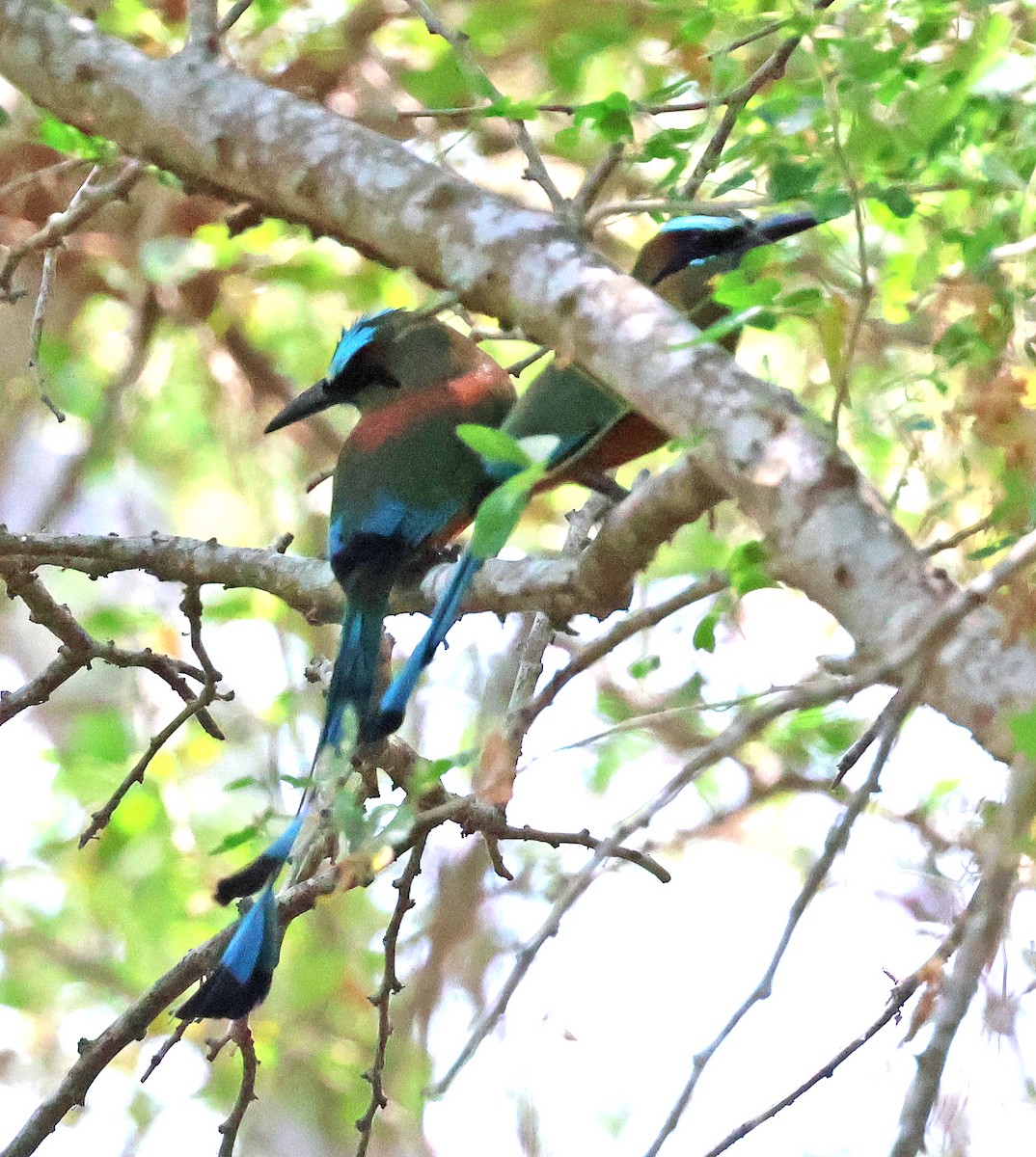 Turquoise-browed Motmot - ML633018644